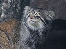Диетолог ответил, поможет ли диета манула Тимофея вам похудеть