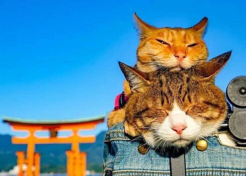 Дайкичи и Фуку-Чан — кошки, которые путешествуют вместе со своим хозяином