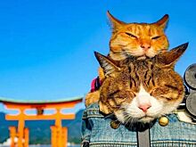 Дайкичи и Фуку-Чан — кошки, которые путешествуют вместе со своим хозяином