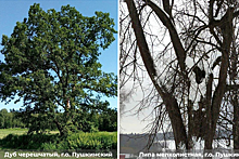 Жители г.о. Пушкинский могут проголосовать за свое дерево на региональном конкурсе