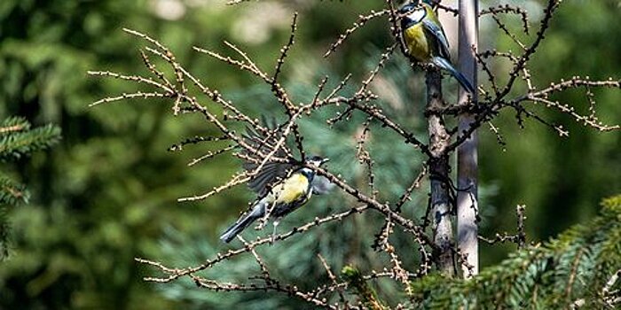 Москвичи помогут биологам посчитать птиц в парке "Лосиный Остров"