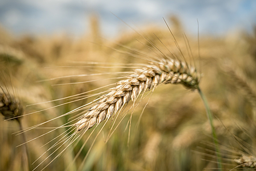 С 17 сентября ставка пошлины на экспорт пшеницы из России увеличится до 495,9 рубля за тонну