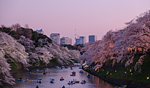 В чем отличие туров на цветение сакуры в Японию и Южную Корею