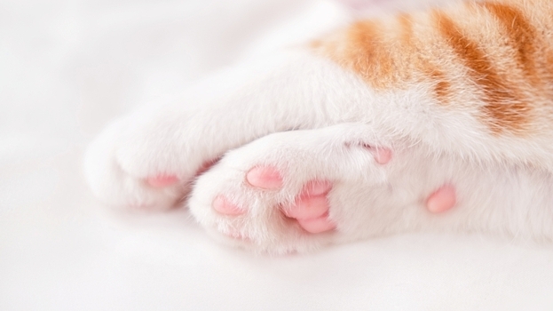 Найден ген, сделавший возможным выход животных на сушу