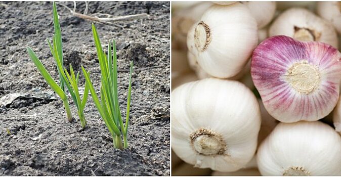 Урожайный огород: чем подкормить чеснок весной