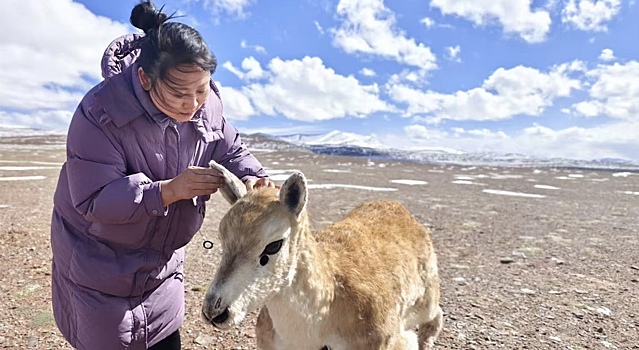 Китайские ученые внедрили робота в стадо тибетских антилоп