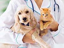 Как животные-доноры спасают жизни своим собратьям?