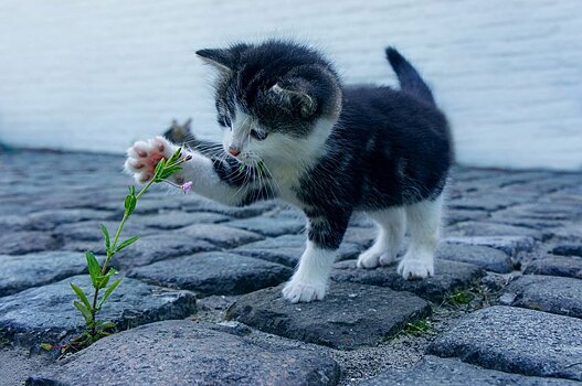 Как продлить жизнь вашей кошки?