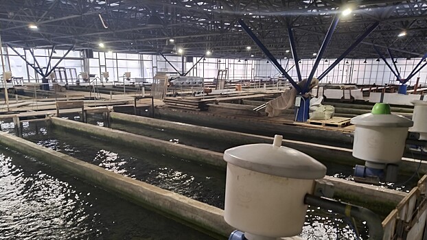 В Ленинградской области усиливается работа по формированию собственной генетической базы в аквакультуре