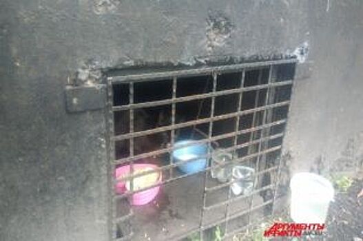 Кошек за решётку? Почему животных замуровывают в подвалах