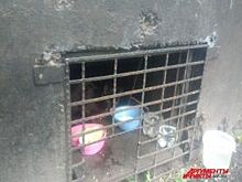 Кошек за решётку? Почему животных замуровывают в подвалах