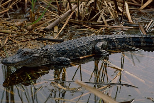 Власти Флориды нашли и усыпили аллигатора, убившего женщину