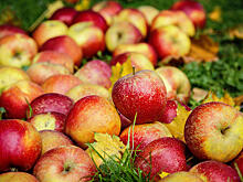 Самые сладкие сорта яблок
