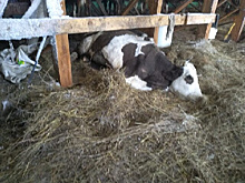 «Издевательство просто»: коровы голодают на частной ферме Мазановского района