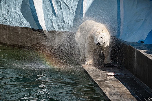 Мишка на радуге: новосибирский фотограф красиво сфотографировал белого медведя Кая в зоопарке