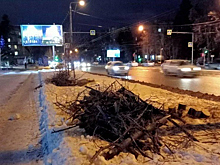 Новосибирцы возмутились спиленными на Богданке липами