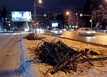 Новосибирцы возмутились спиленными на Богданке липами