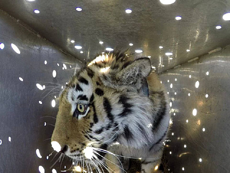 Тигрица Санда, выпущенная на волю, ушла в амурскую тайгу