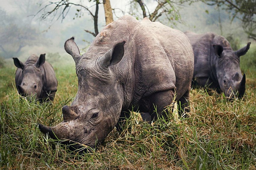 Белые носороги, которые вскоре могут исчезнуть с лица Земли.