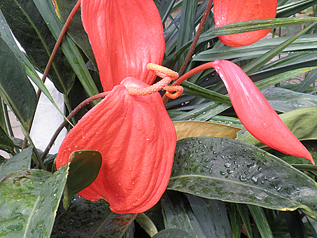 Заглавное изображение Ботанический сад