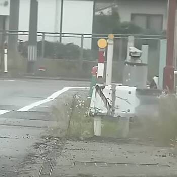 Нападение медведя на 82-летнюю женщину попало на видео