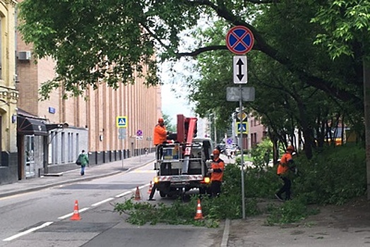 Более 200 адресов, где деревья мешают дорожным знакам, выявили в Москве в 2017 году