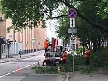 Более 200 адресов, где деревья мешают дорожным знакам, выявили в Москве в 2017 году