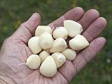 Пахучий спаситель: чеснок способен эффективно снижать уровень сахара в крови