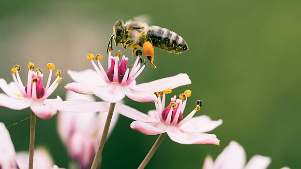 Цветы могут приманивать пчел с помощью электричества