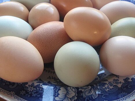 Эксперты предупредили о поддельных куриных яйцах