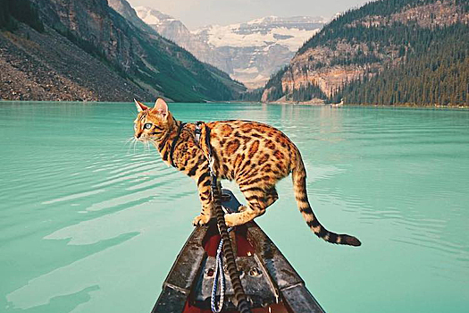 Бенгальская кошка-путешественница повсюду сопровождает хозяйку: 10 удачных кадров