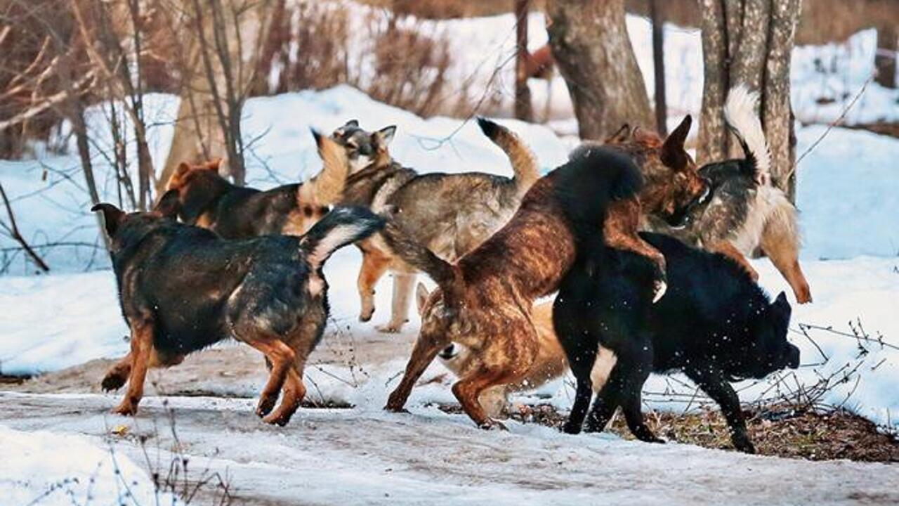 Бешеные псы: Мы в отстреле за тех, кого приручили - Рамблер/кино