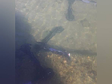 Электросамокаты оказались на дне Байкала