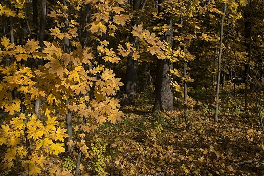 15 тысяч деревьев высадят в Волго-Ахтубинской пойме