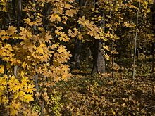 15 тысяч деревьев высадят в Волго-Ахтубинской пойме