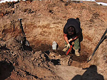 Более 240 останков советских воинов обнаружены в ходе экспедиции РВИО подо Ржевом