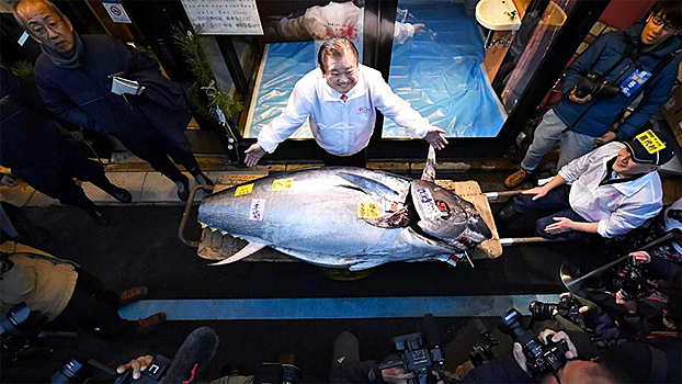 В Токио самый дорогой тунец в этом году был продан за $800 тыс.