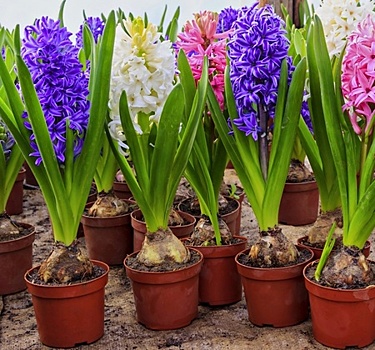 Посадка и уход за Гиацинтами осенью в открытом грунте