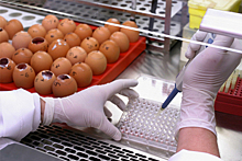 Названо новое полезное свойство куриных яиц