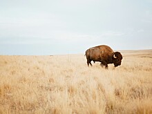 Как американский охотник спасал бизонов от вымирания