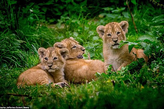 В Оксфордшире в парке дикой природы родились львята-тройняшки