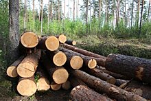 В Иркутской области объем нелегальных рубок леса с начала года сократился почти на 43%