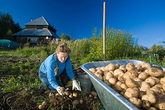 На дачном участке испытали 100 сортов картофеля и 25 сортов смородины