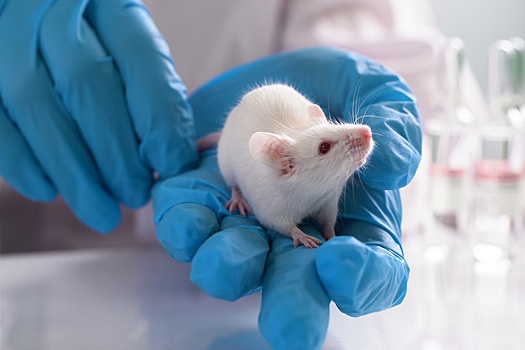 Создана карта кубического миллиметра мозга мыши