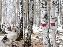 В Екатеринбурге закончился скандал с Березовой рощей: активисты и власти пришли к соглашению