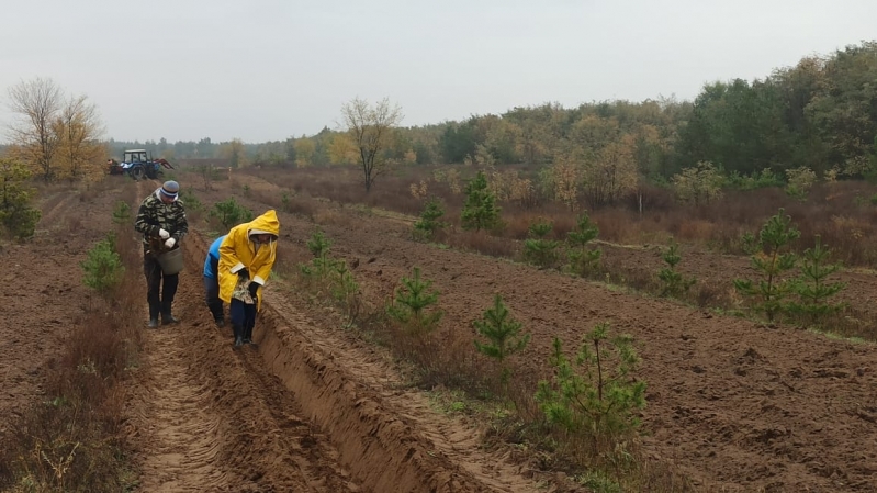 В Волгоградской области активно ведут компенсационное лесовосстановление
