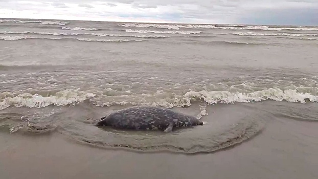 «Ужасно, страшно, непонятно»: что известно о гибели тюленей в Каспийском море