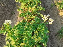 В реестр селекционных достижений по Уральскому региону внесены 73 сорта картофеля