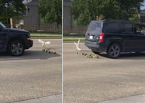 Утиный выводок чудом не угодил под колёса автомобиля в Техасе