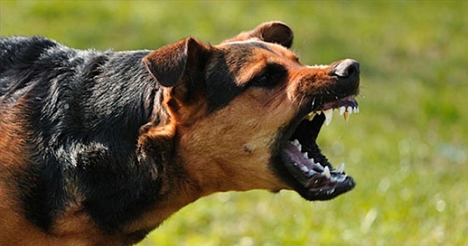 40 уколов в живот, или Вся правда о прививках от бешенства